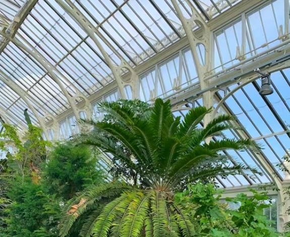 هوش مصنوعی راه حلی برای بحران جنسی تنهاترین گیاه جهان!