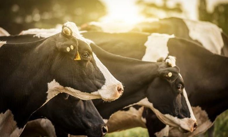 فراخوان توسعه نوآوری، فناوری و بهره‌وری در تولید خوراک دام و طیور