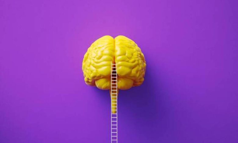 تولید مکمل غذایی جهت افزایش فعالیت مغز