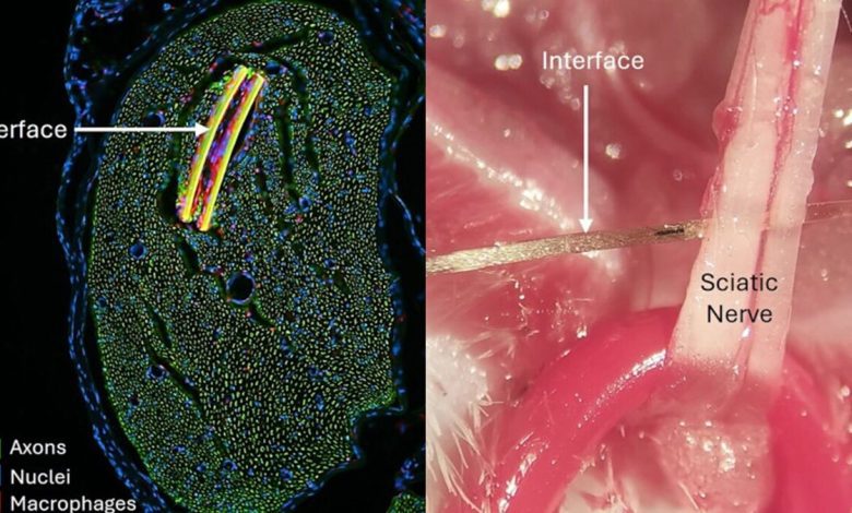 مشتقات گرافن برای تولید رابط مغز و کامپیوتر