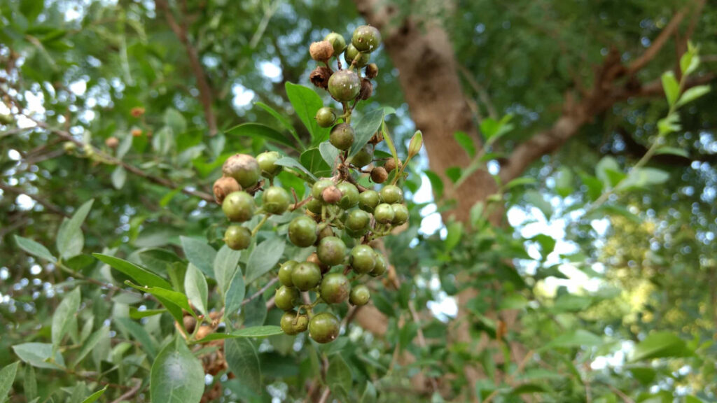 گیاه حنا