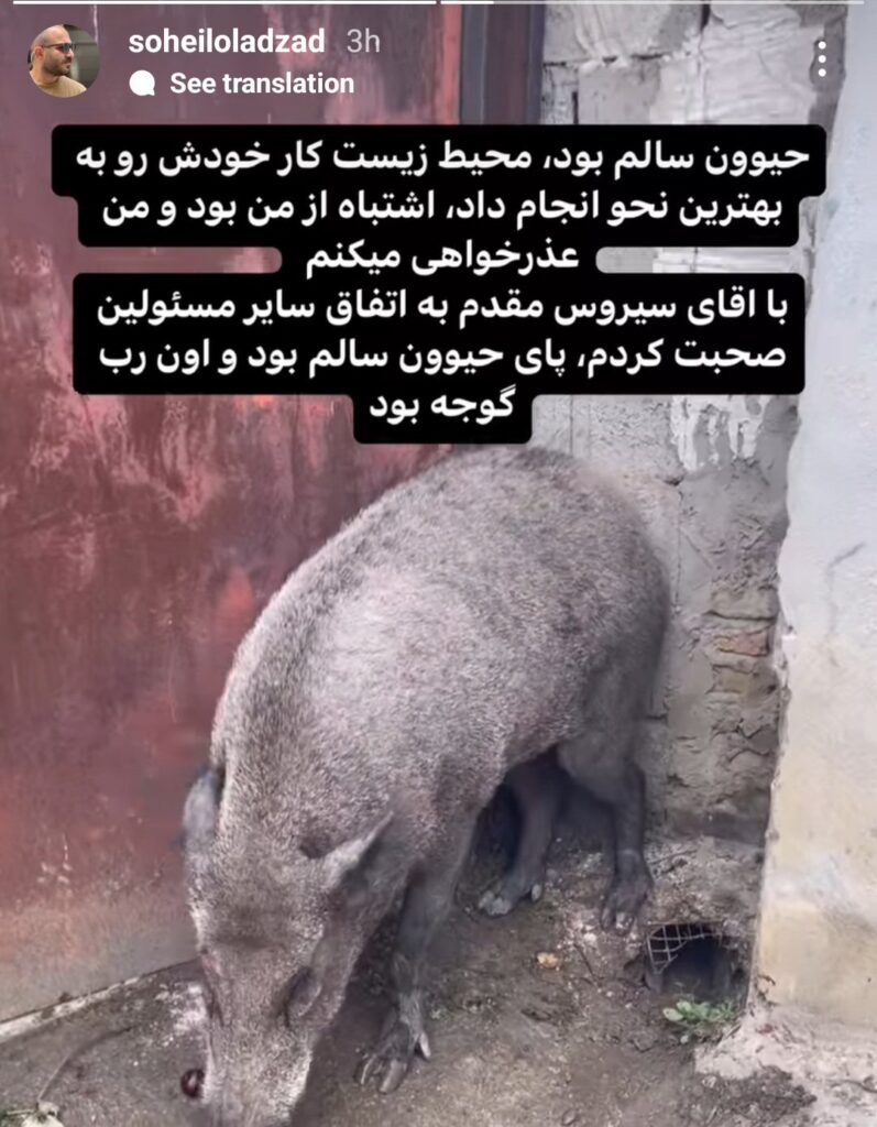 آزار گراز وحشی در پشت صحنه پایتخت ۷