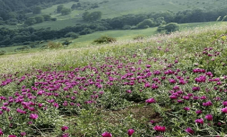 تشکیل کارگروه‌های تخصصی زنجیره ارزش گیاهان دارویی در دیمزارهای کشور