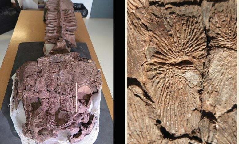 فسیل های غول پیکر نظریه تکاملی را به چالش کشیدند