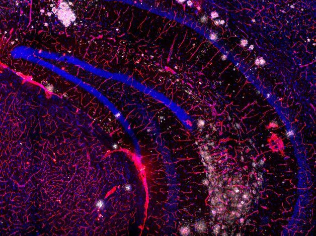 اعلام برندگان مسابقه عکاسی علمی ۲۰۲۴؛ هنگامی که علم و هنر ملاقات می‌کنند