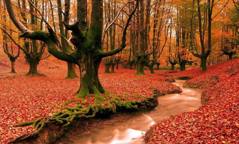 جنگل شاهرود - جنگل ابر شاهرود در پاییز