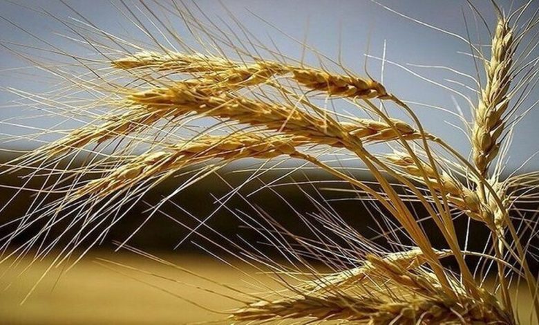 تسویه همه مطالبات گندم‌کاران تا پایان هفته جاری