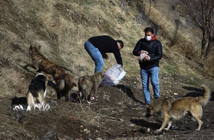 سگ های ولگرد