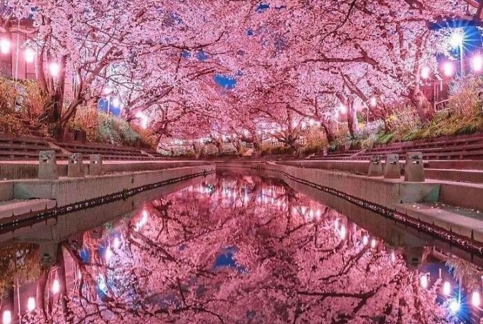 شکوفه های گیلاس