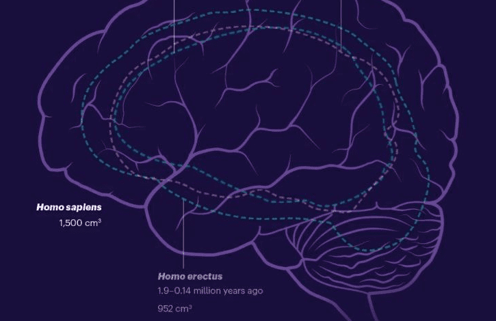 تواناییهای شگفتانگیز مغز انسان که آن را بین تمام موجودات خاص کرده است