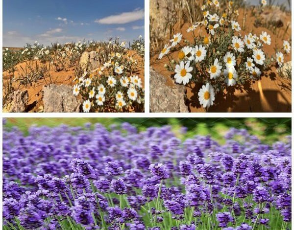دشت گل های بابونه و اسطوخودوس در الجوف