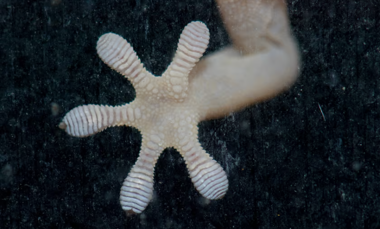 ساخت کفش‌های ضد لغزش با الهام از انگشتان مارمولک