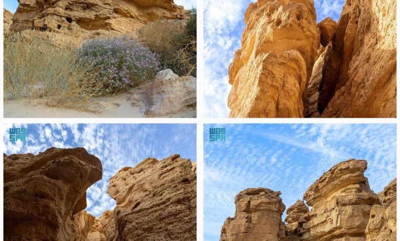 طبیعت منطقه حفاظت شده ملک خالد در عربستان سعودی