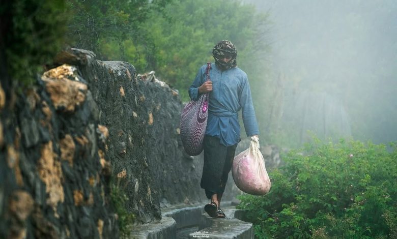 فصل برداشت گل محمدی در جبل الاخضر عمان