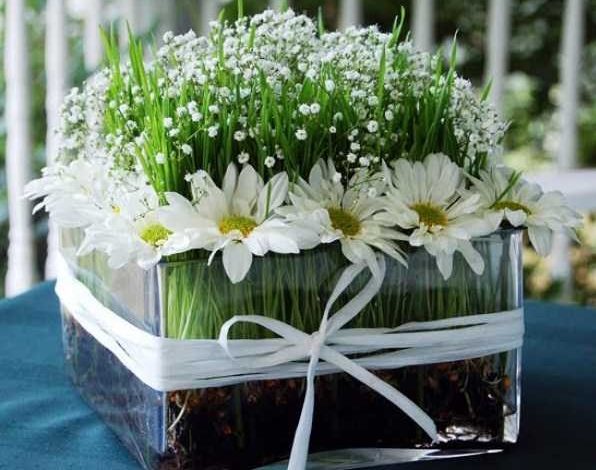 کاشت انواع سبزه عید + نکات طلایی برای پرپشت شدن سبزه نوروز