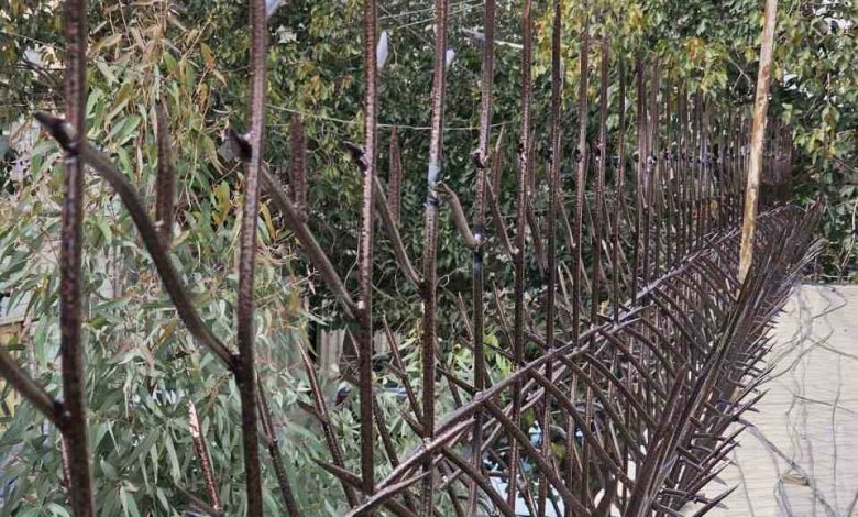 حفاظ شاخ گوزنی