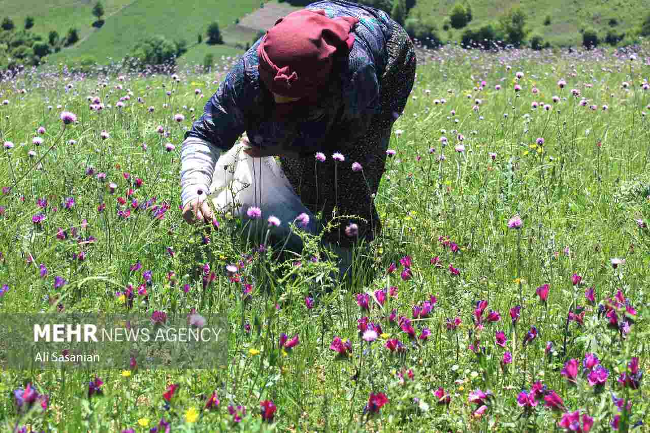 4151520 - گل گاوزبان گیلان؛ فرصتی ناب برای برندسازی و حضور در بازارهای جهانی