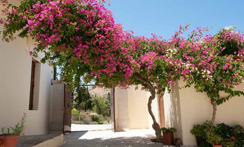 گل کاغذی - نگهداری از گل کاغذی در حیاط