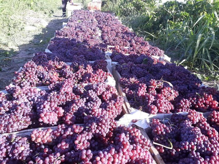 169722279 - انگور یاقوتی قصرشیرین؛ برند “نوبرانه” ایران با طعم اصالت و ارزش اقتصادی بیبدیل