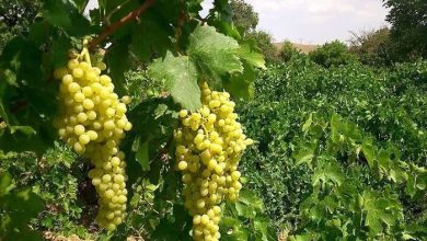 IMG 20250701 175000 381 - باغ مادری؛ موتور محرک برند جهانی انگور ملایر برای تکمیل زنجیره تولید و حفظ اصالت ژنتیکی