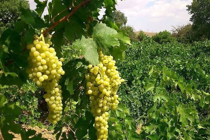 IMG 20250701 175000 381 - باغ مادری؛ موتور محرک برند جهانی انگور ملایر برای تکمیل زنجیره تولید و حفظ اصالت ژنتیکی