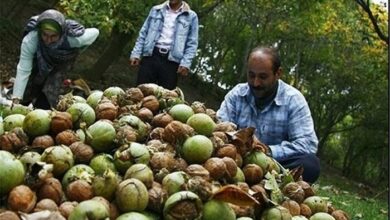 171435104 - گردوی کهمان لرستان؛ روایت طلای سبز بی‌دفاع در گیرودار سرقت و بی‌برندسازی