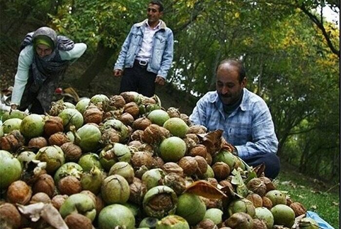 171435104 - گردوی کهمان لرستان؛ روایت طلای سبز بیدفاع در گیرودار سرقت و بیبرندسازی