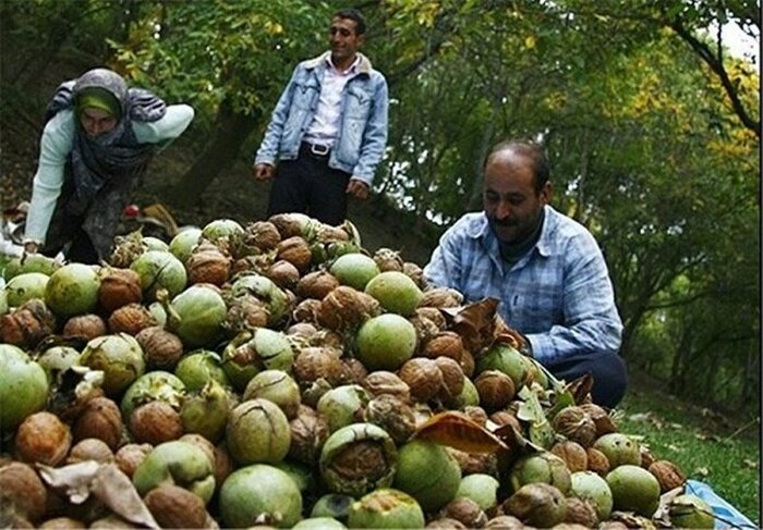 171435104 - گردوی کهمان لرستان؛ روایت طلای سبز بی‌دفاع در گیرودار سرقت و بی‌برندسازی