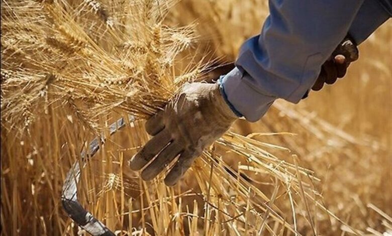 پرداخت ۳۲۰۶ میلیارد تومان دیگر از مطالبات گندمکاران
