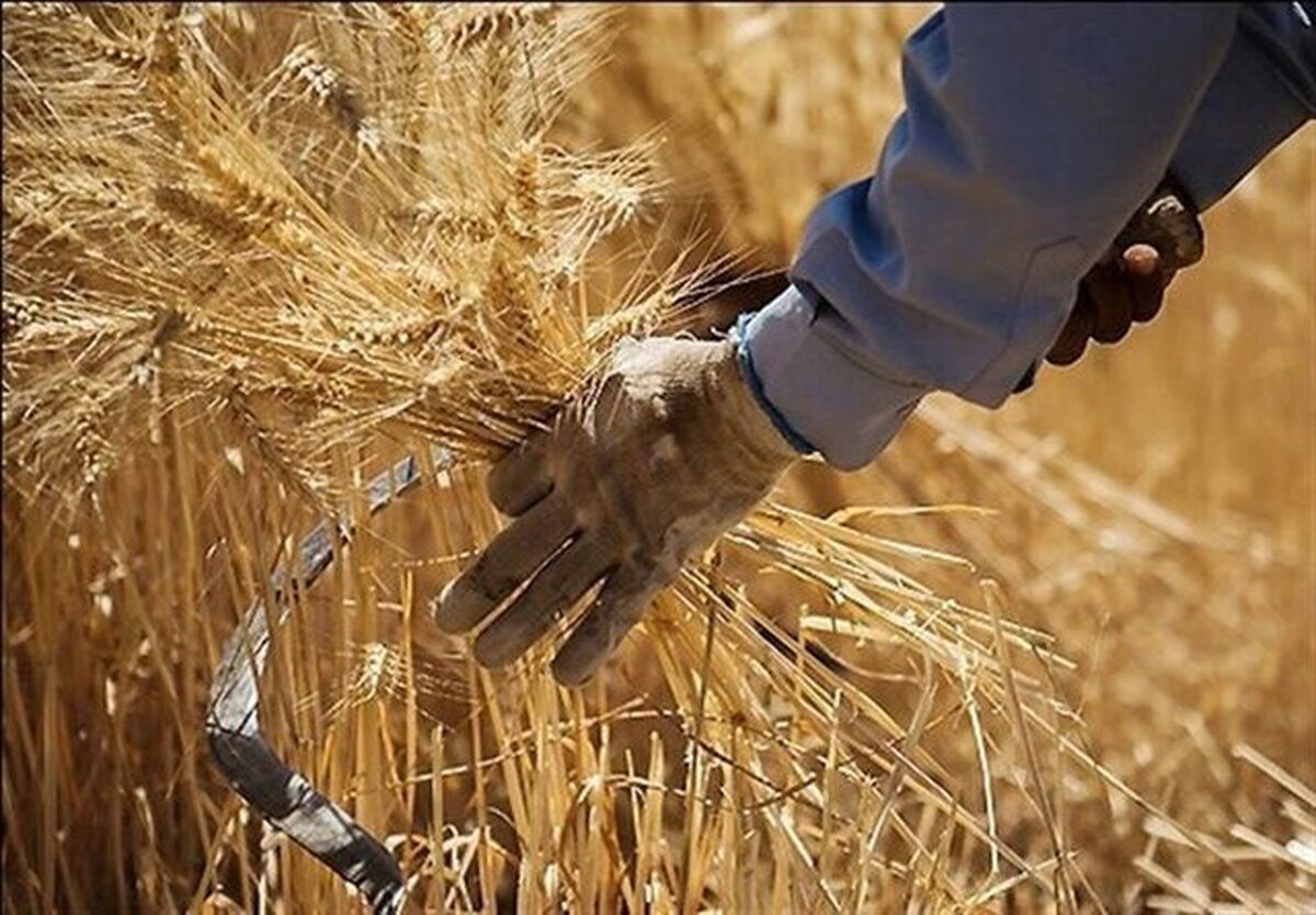 پرداخت ۳۲۰۶ میلیارد تومان دیگر از مطالبات گندمکاران