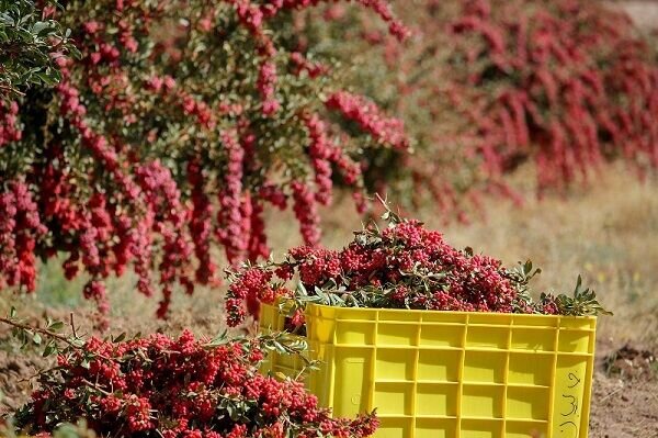 169122838 - برند زرشک خراسان جنوبی؛ گنج پنهان کویر ایران در مسیر ثبت جهانی و فتح بازارهای صادراتی