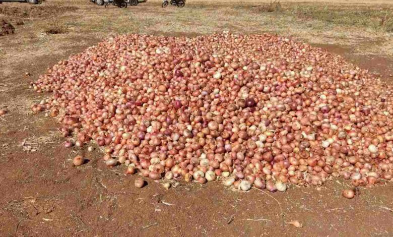 5729207 - پیاز بلبانآباد دهگلان بهعنوان برند بومی کردستان در بازار ملی تثبیت شد