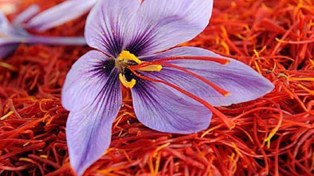 زعفران - برند دشتخاک زرند کشاورزی کرمان را بازآموزی کرد؛ طلای سرخ کویر از حاشیه به هویت اقتصادی ایران رسید