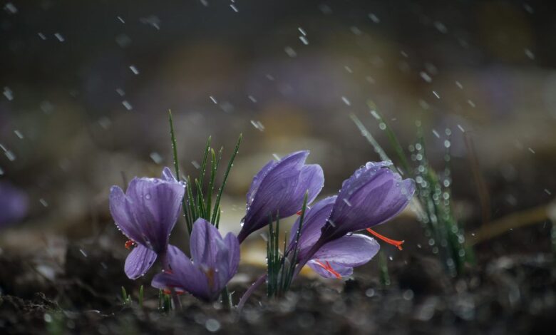 زعفران - طلای سرخ خراسان شمالی از دل خشکسالی برخاست و بازار جهانی را هدف گرفت