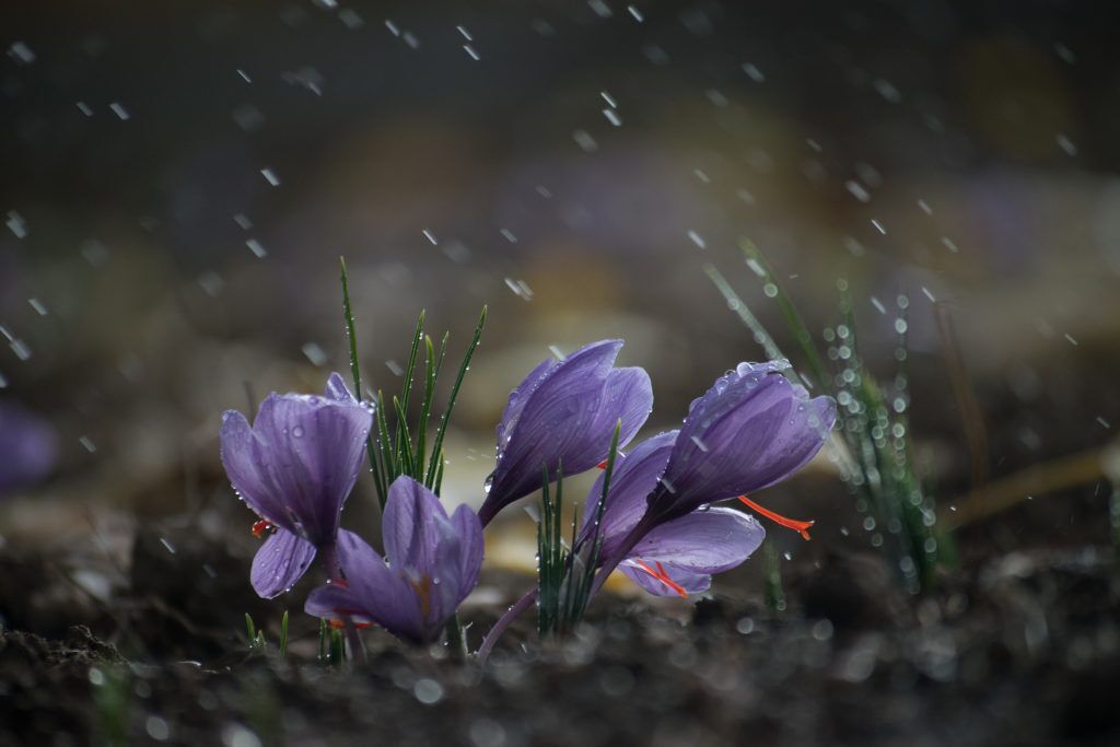 زعفران - طلای سرخ خراسان شمالی از دل خشکسالی برخاست و بازار جهانی را هدف گرفت