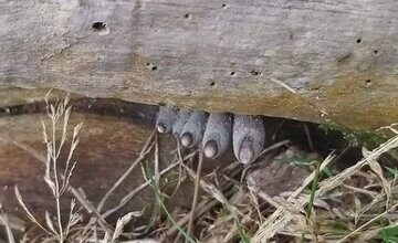 انگشتان مرده از تنه درخت بیرون زدهاند! / وحشت در دل جنگل