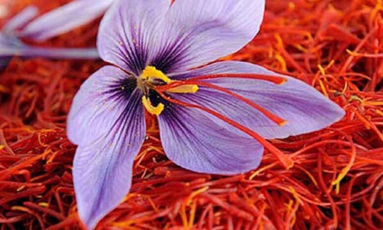 زعفران - برند دشتخاک زرند کشاورزی کرمان را بازآموزی کرد؛ طلای سرخ کویر از حاشیه به هویت اقتصادی ایران رسید