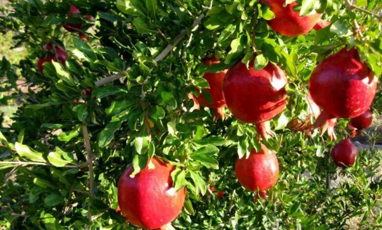 658d42c0b9776 - مرگ تدریجی برند انار ساوه؛ یاقوت سرخ ایران در خطر