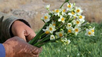 157812203 - نرگس بهبهان: عطری که باید جهانی شود؛ از تولید ۶۰ میلیون شاخه تا فرصت طلایی برندسازی ملی