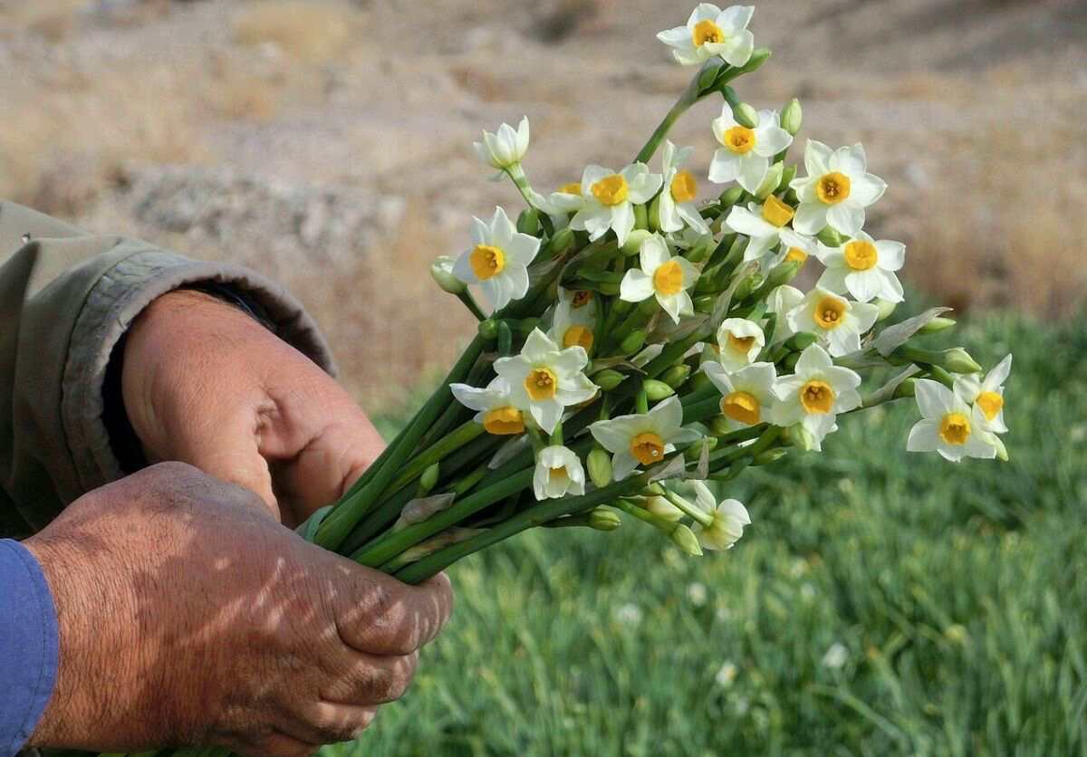 157812203 - نرگس بهبهان: عطری که باید جهانی شود؛ از تولید ۶۰ میلیون شاخه تا فرصت طلایی برندسازی ملی