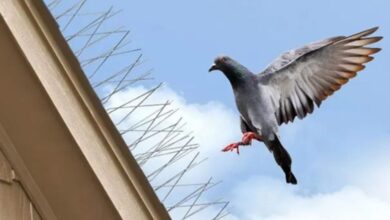 شاخک پرنده پران