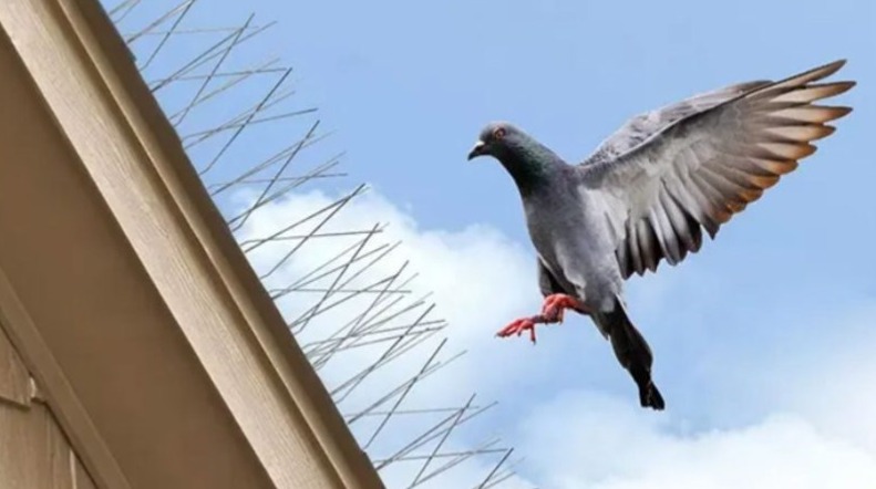 شاخک پرنده پران