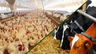 طرح جدید دولت برای تامین نقدینگی واحدهای تولیدی دام و طیور عملیاتی شد