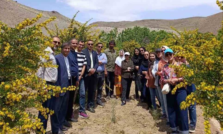 898651 - رویداد «شکوفههای زرد زرشک»؛ گامی برای برندسازی گردشگری خراسان جنوبی