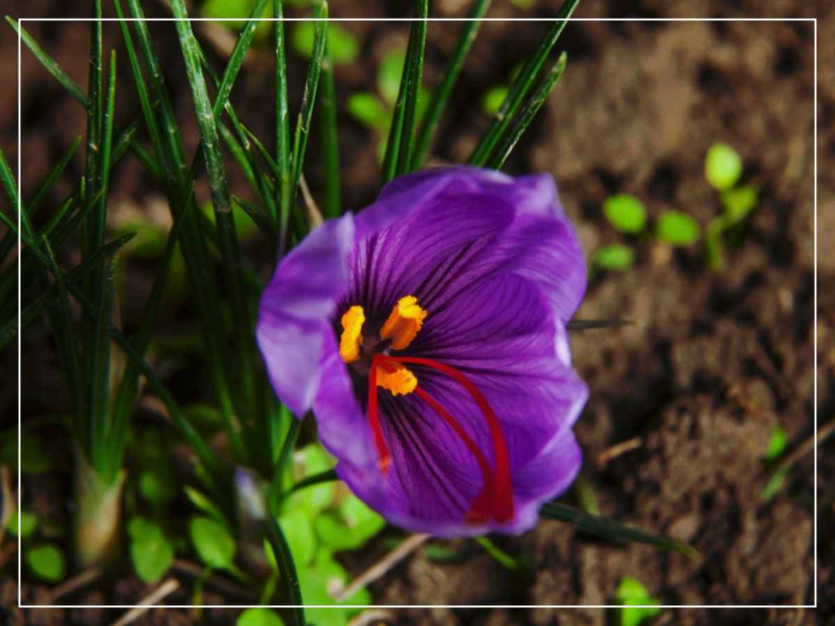 ارتقای برند زعفران - زعفران کمیجان با تولید ۲۵۰ کیلو در سال هنوز برند ندارد
