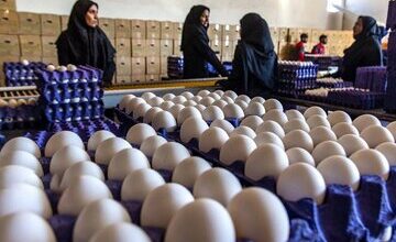 تغییر چشمگیر قیمت تخممرغ در بازار/ قیمت جدید هر شانه تخم مرغ برای مصرفکننده اعلام شد