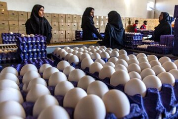 تغییر چشمگیر قیمت تخم‌مرغ در بازار/ قیمت جدید هر شانه تخم مرغ برای مصرف‌کننده اعلام شد