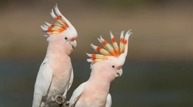 المپیک ۲۰۳۲