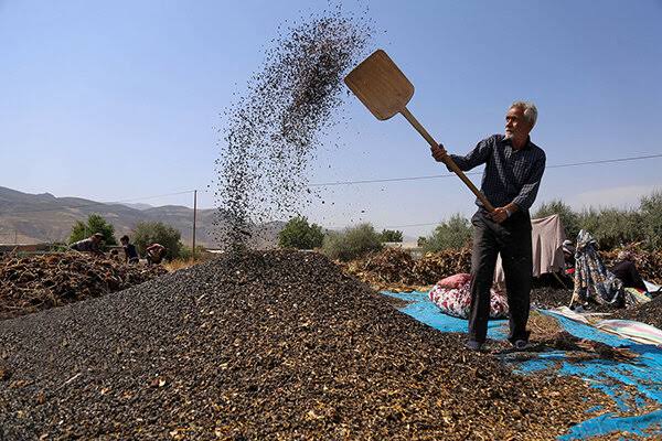تخمه سنقری