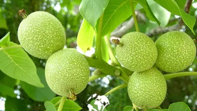 گردو